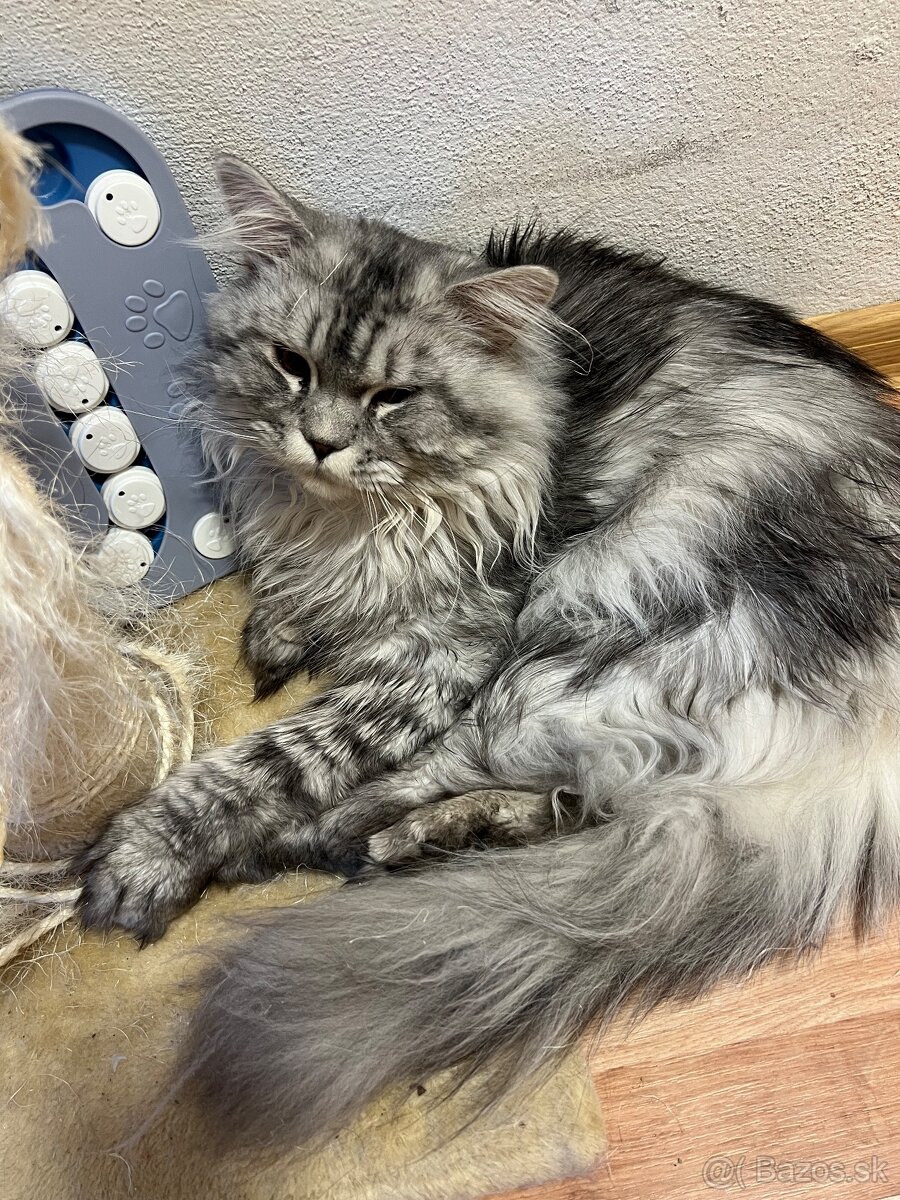 maine coon - 3