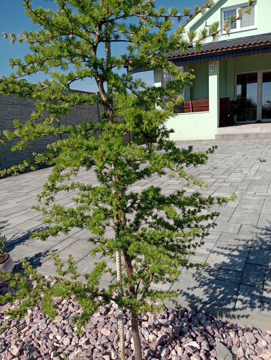 Smrekovec japonský - 3