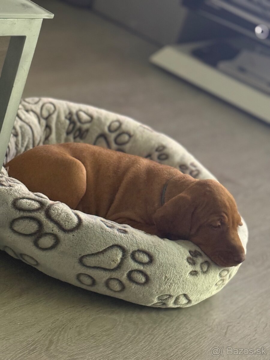 Maďarska vyžla - 3