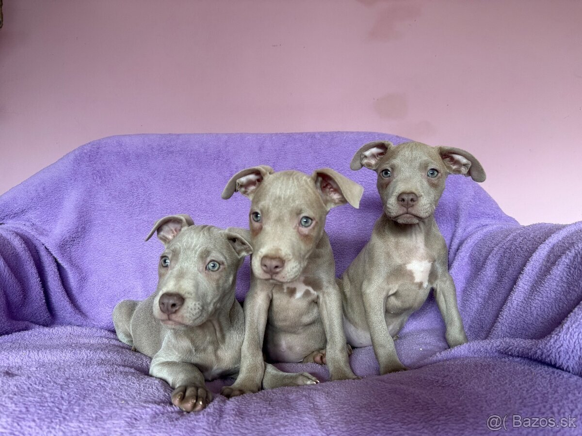Americký pitbulterier s PP silverfawn rarita - 3
