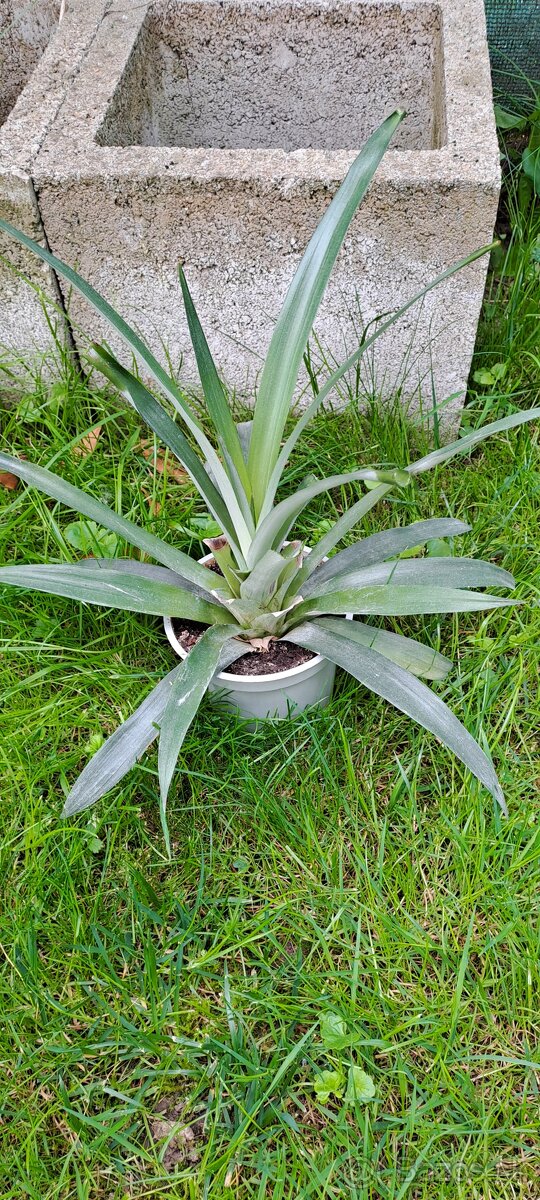 Ananásovník-Ananas comosus - 3