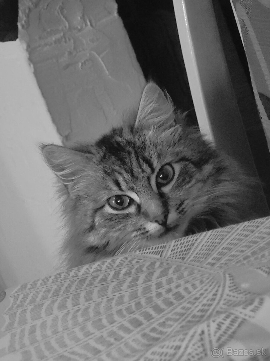 Maine Coon - 3