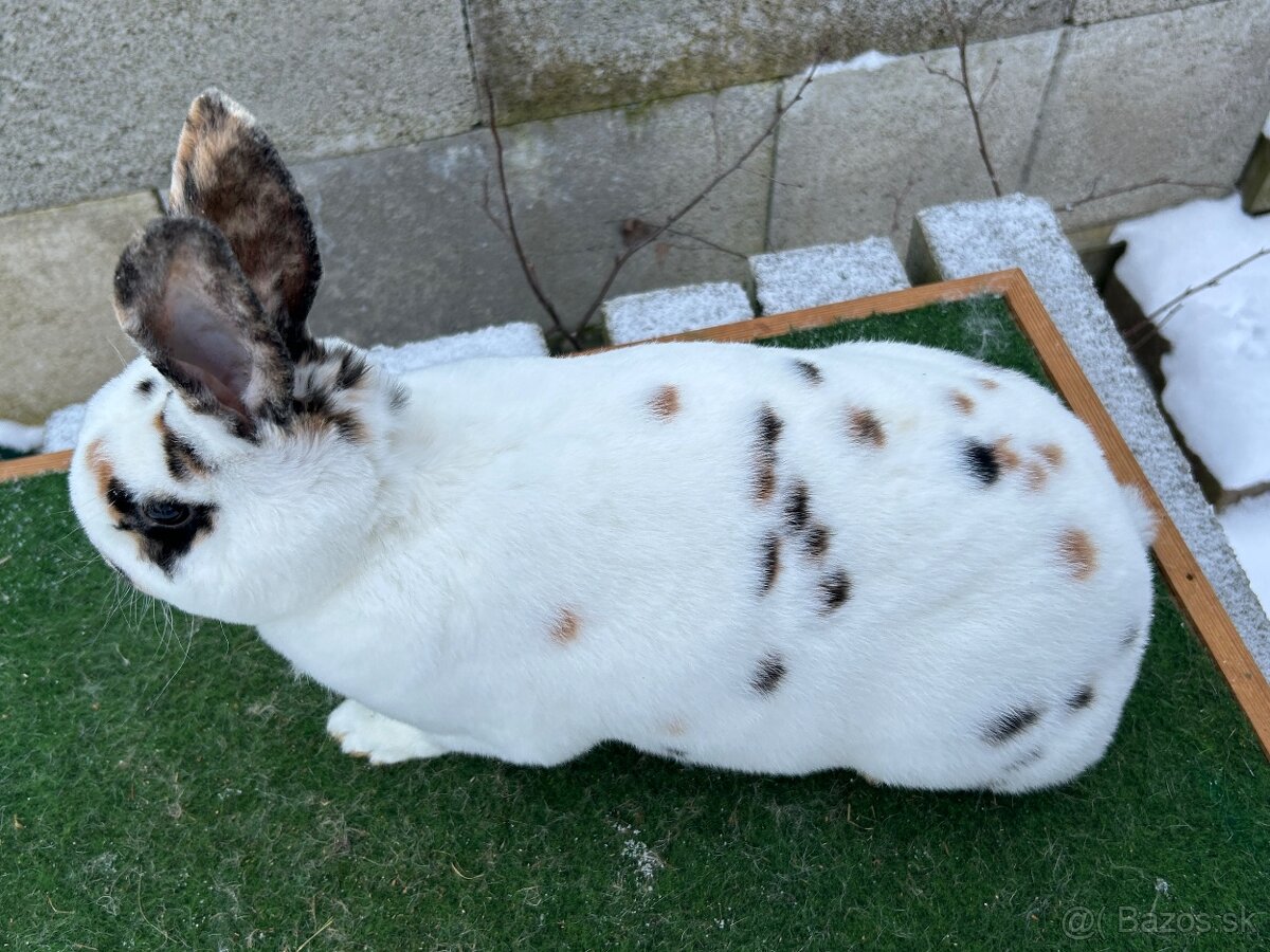 Dalmatínsky Rex čierno žltý - samica - 3