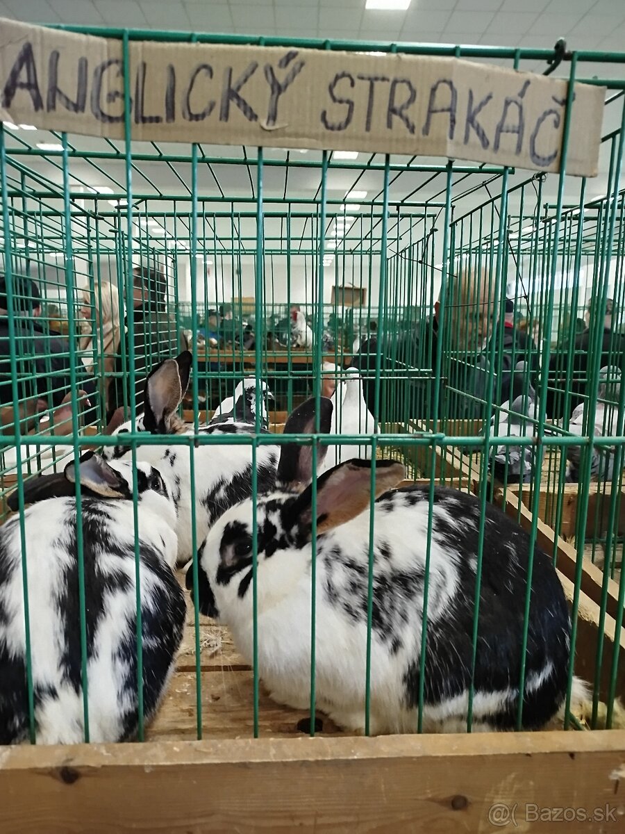 Zajace na predaj - 3