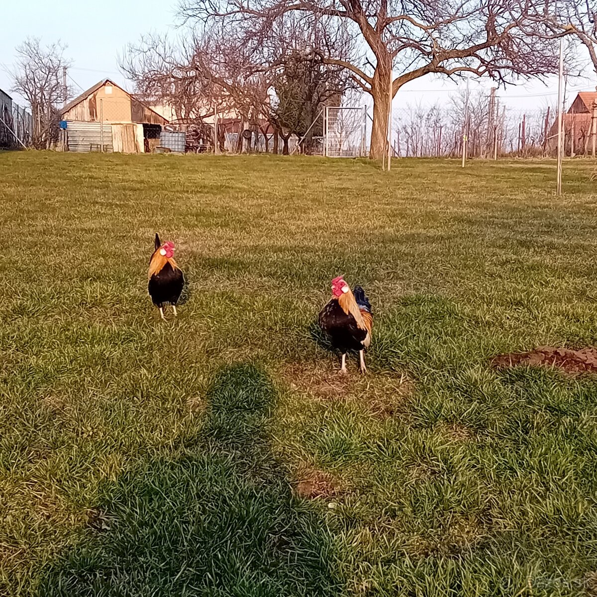 Oranžovokrké bantamky - 3