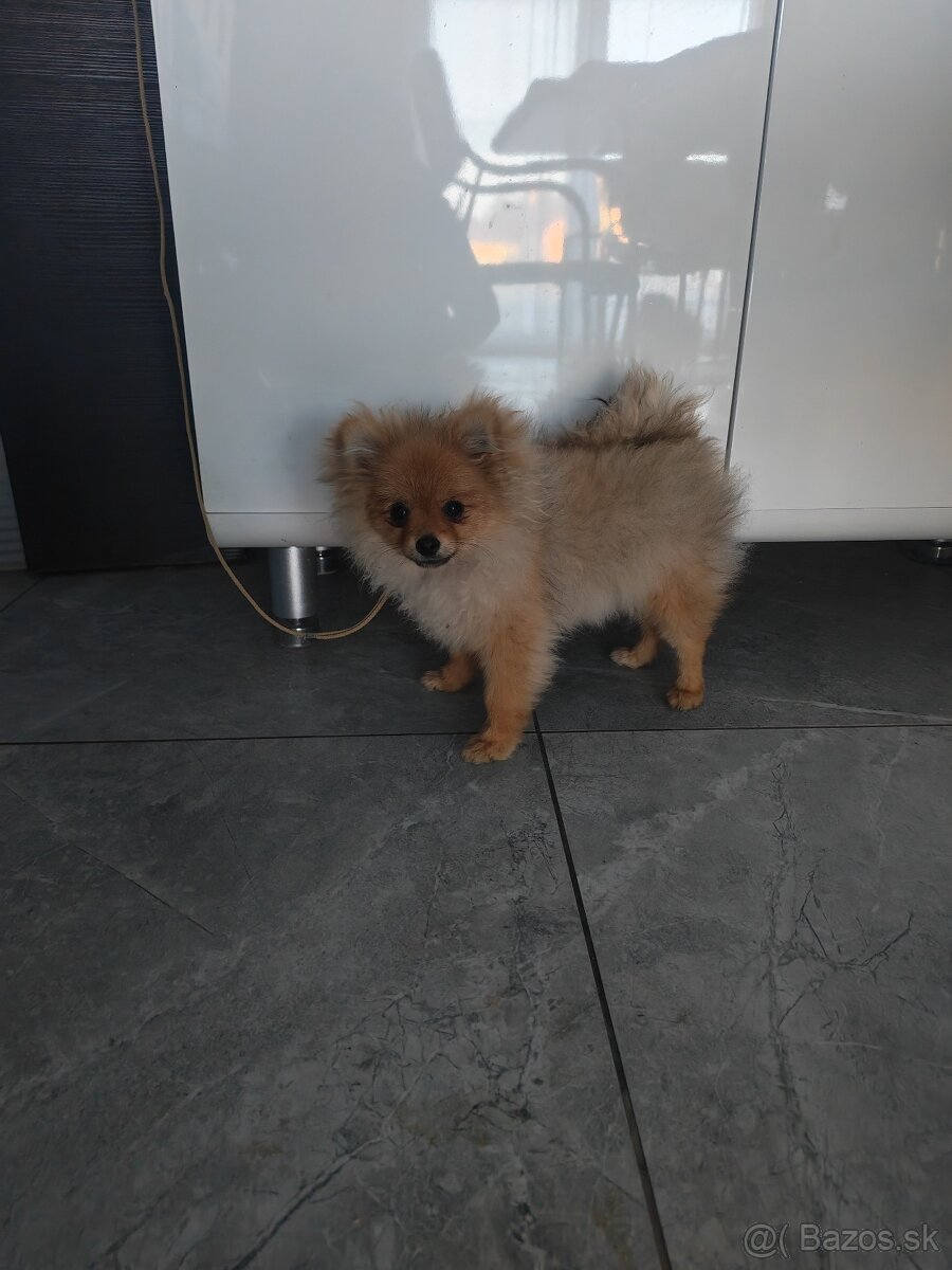 Pomeranian FCI - 3
