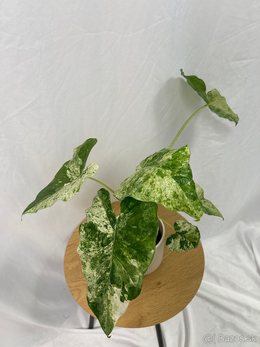 Alocasia odora Batik Variegata - 3