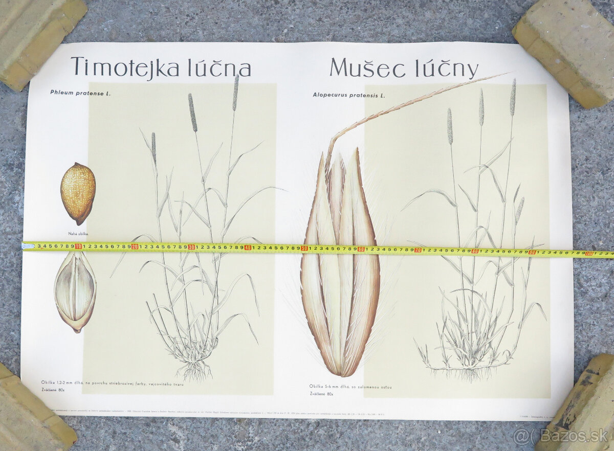 retro výukový plagát ČSR 1960 botanika #K - 3