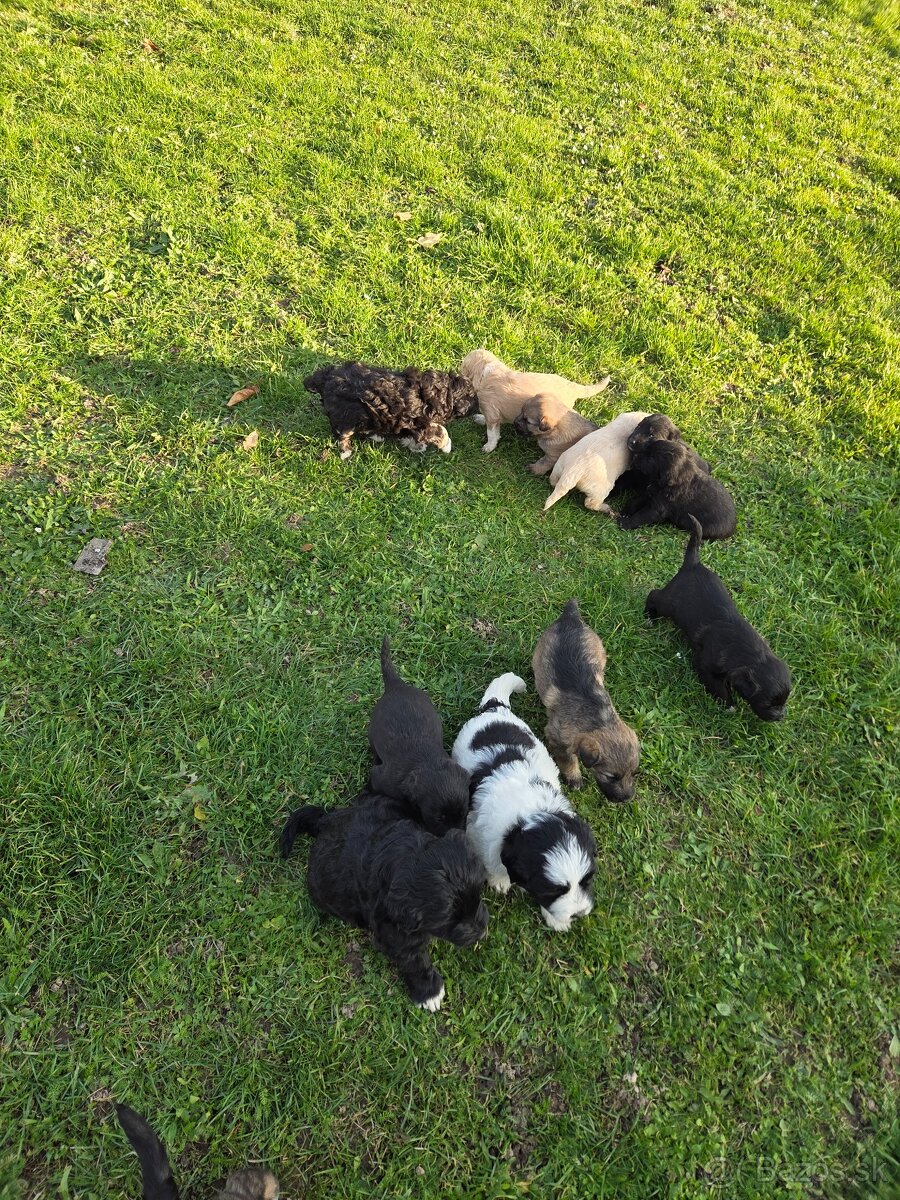 Darujeme šteniatka - 3