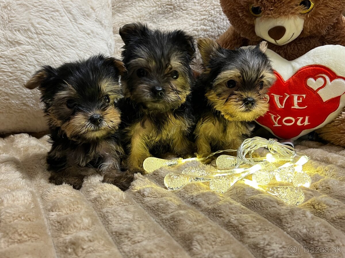 Yorkshirsky terier extra mini - 3