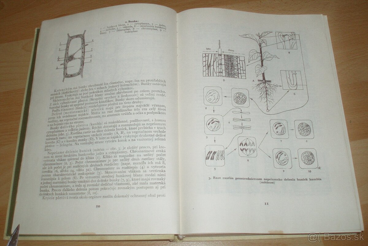 Štepenie, očkovanie a preštepovanie drevín - 3