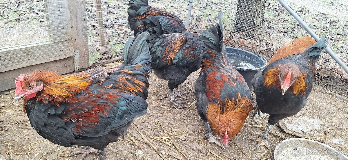 Marans - 3