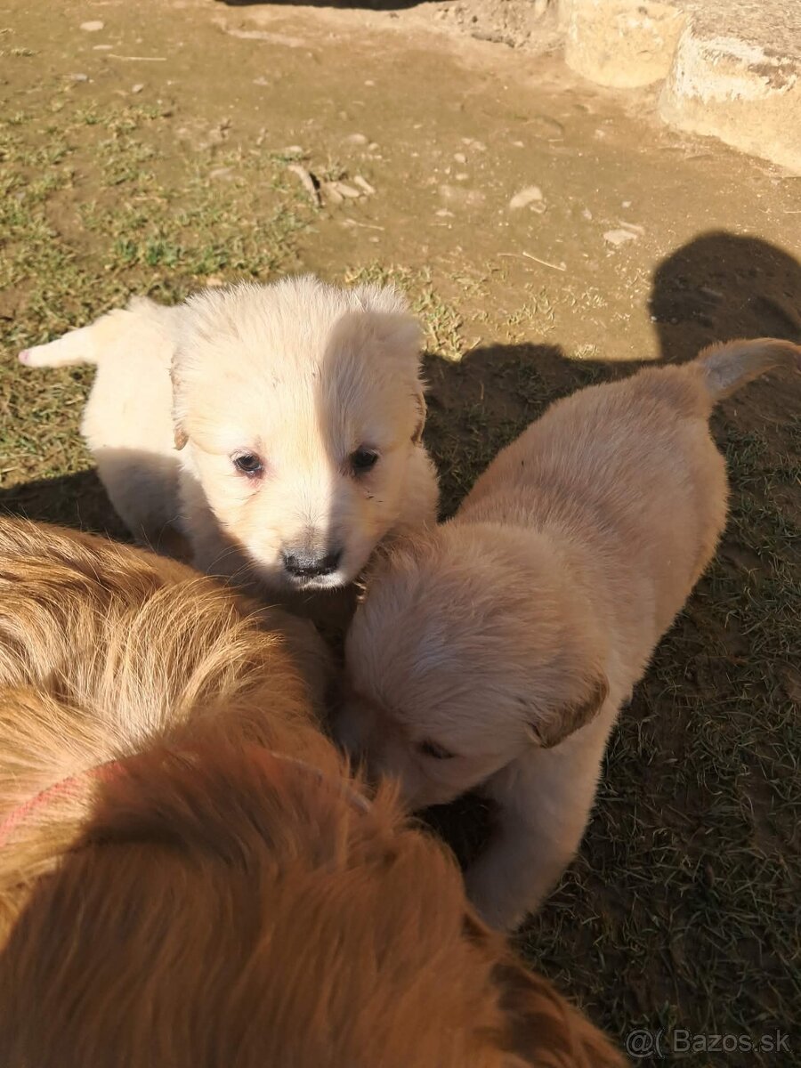 Zlatý retriever - 3