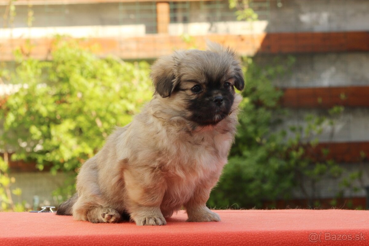 Šteniatka Tibetského španiela - 3