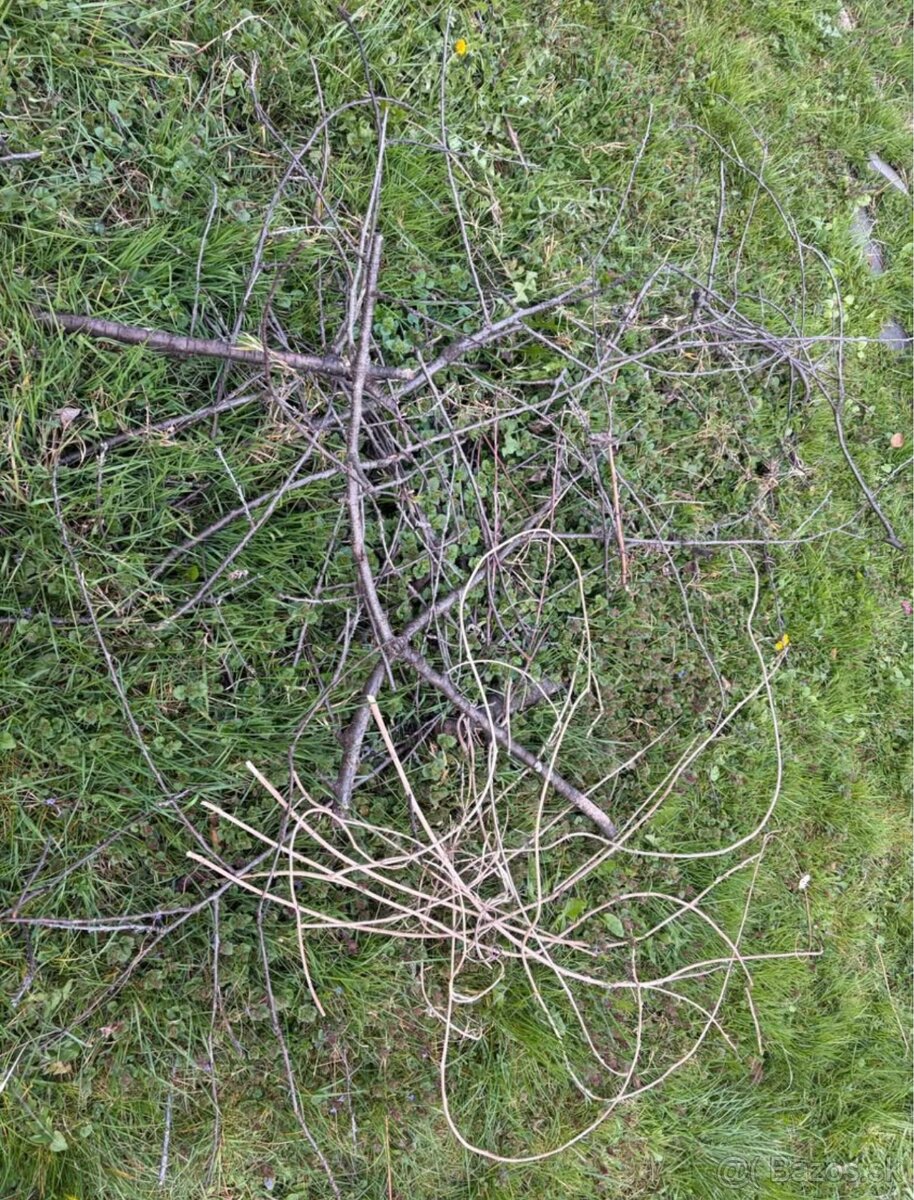 Drevo - Konáre - Kupky - 3
