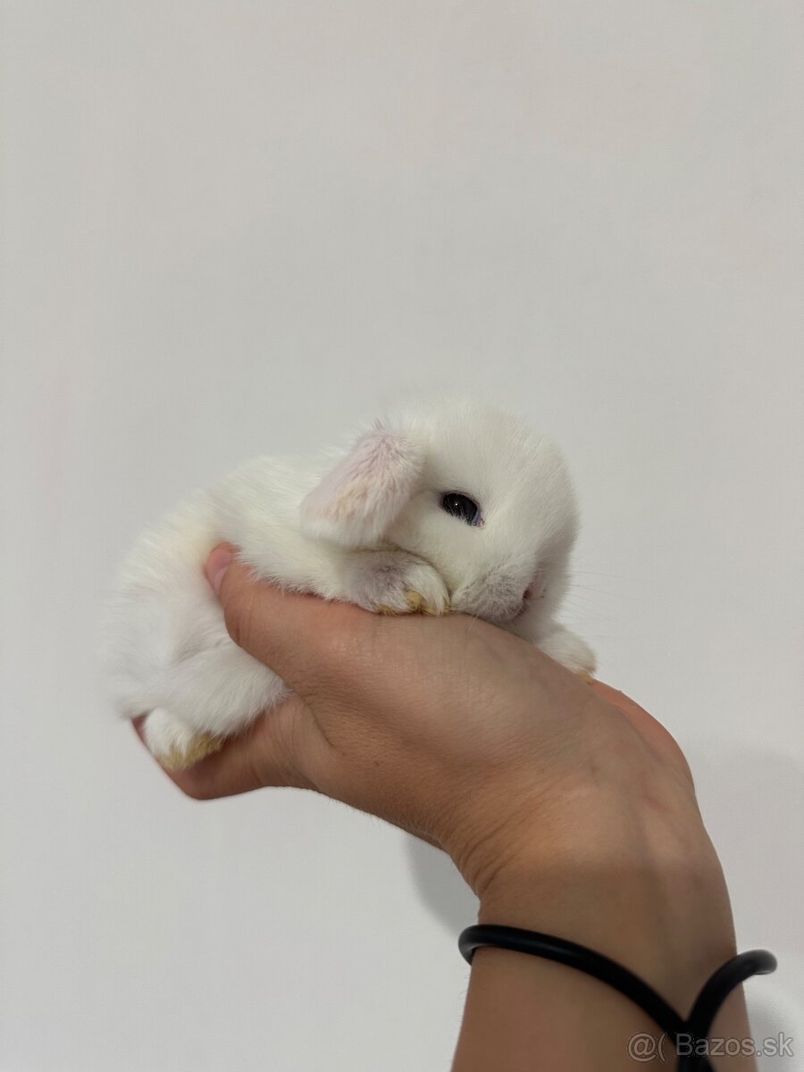 🐰🩷Minilop 🩷🐰 - 3