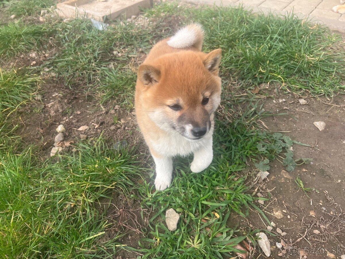 Shiba Inu - 3