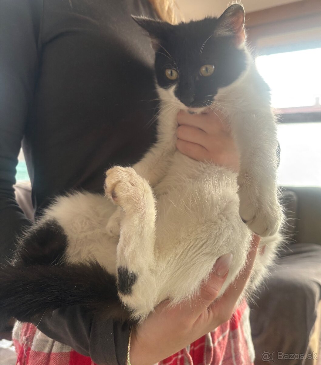 Darujem veľmi prítulné mačiatko-kocúr - 3