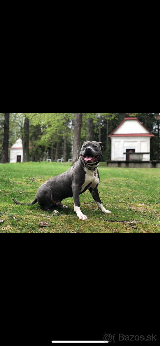 Americký staford - 3