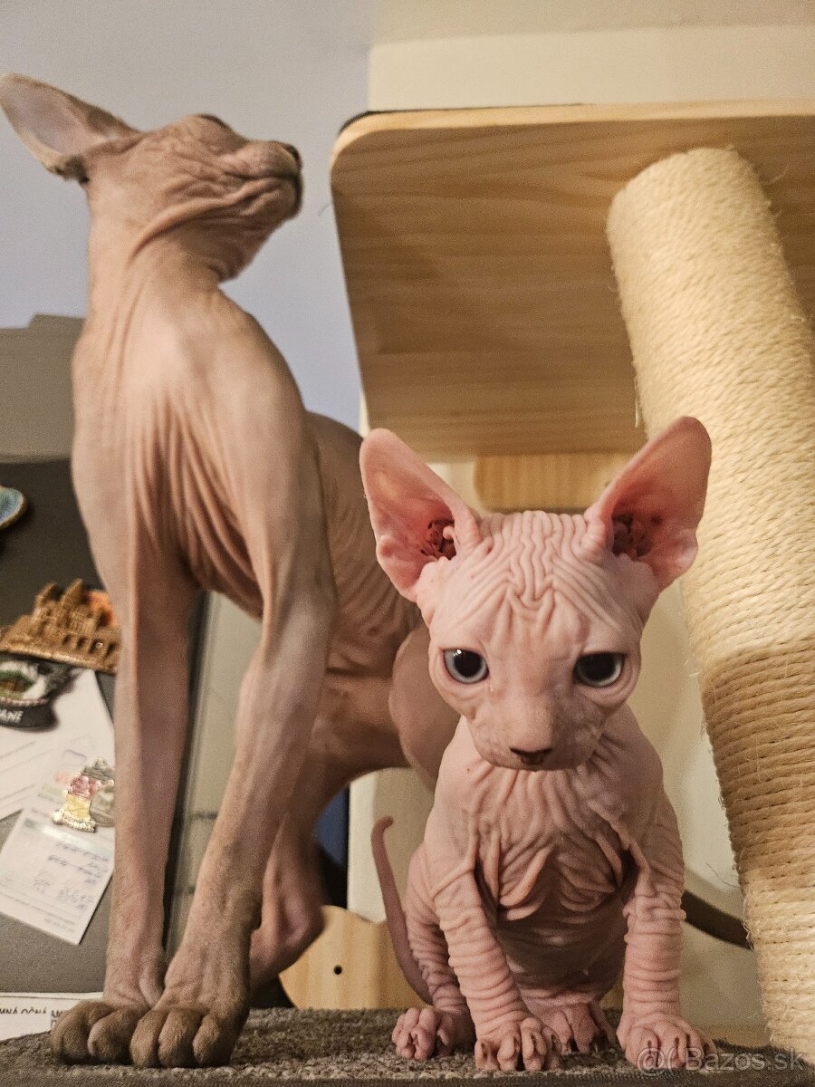 Mačiatko Sphynx - 3