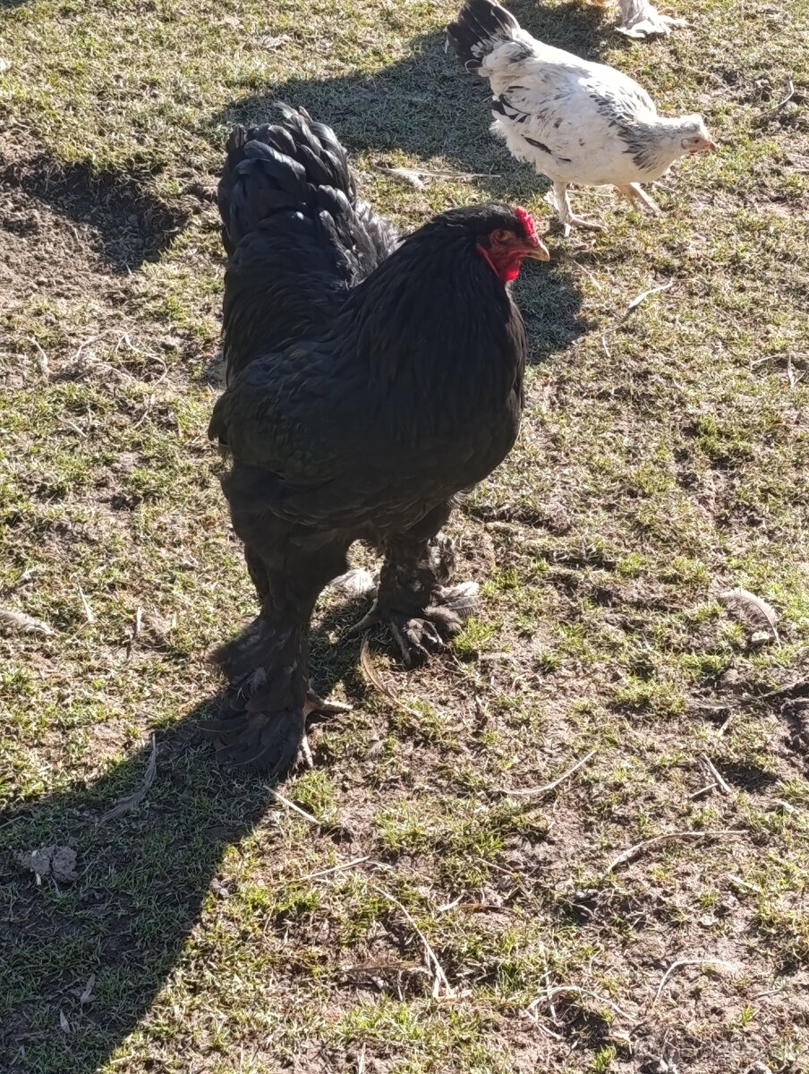 Brahmanka Veľká - 3