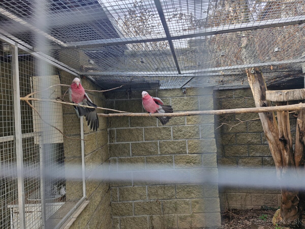 Kakadu růžový - 3