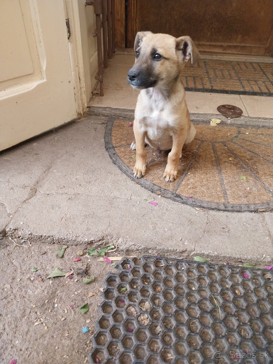 darujem do dobrých rúk malé šteňiatko. - 3
