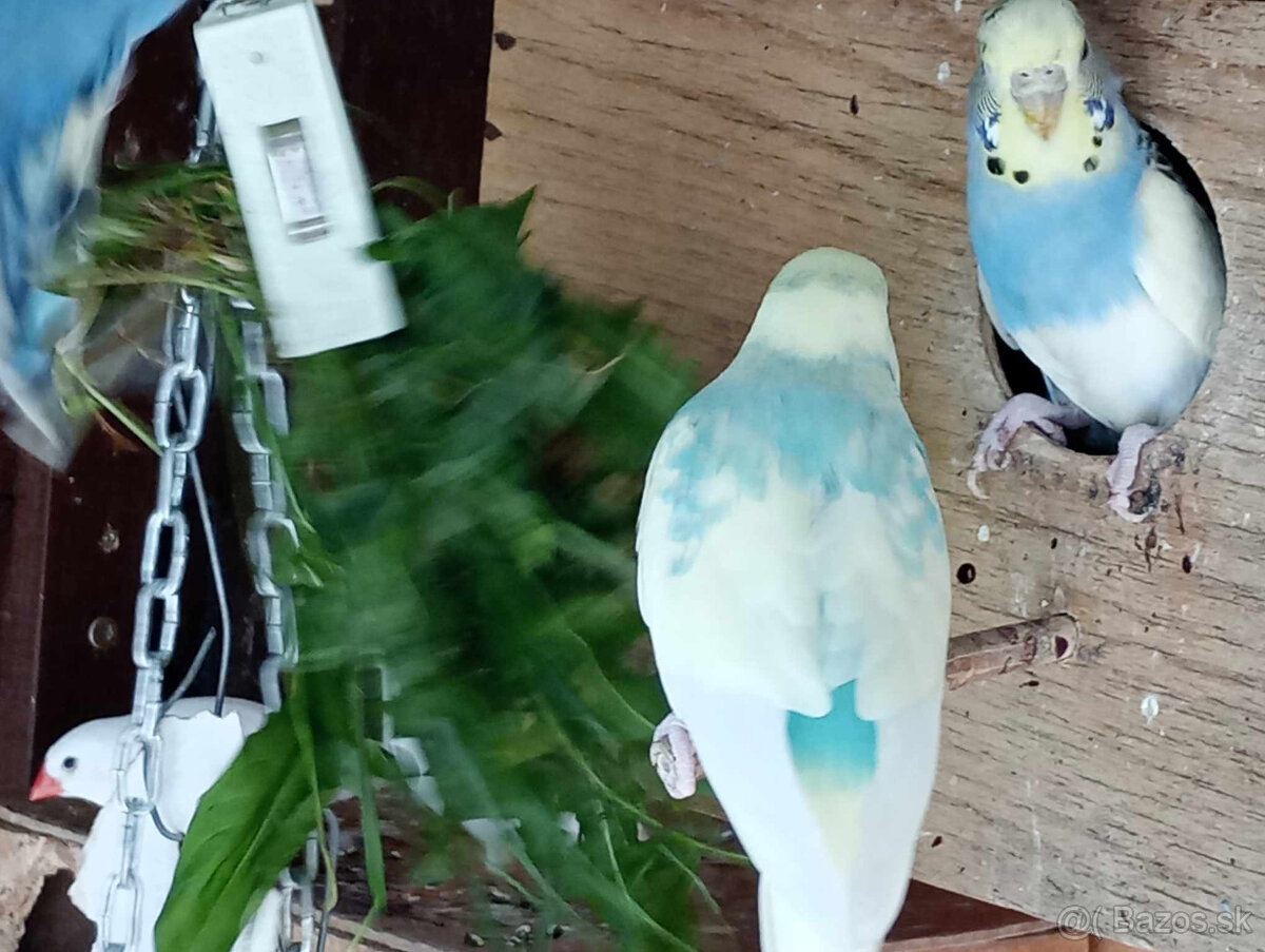 predám andulky a zebričky - 3