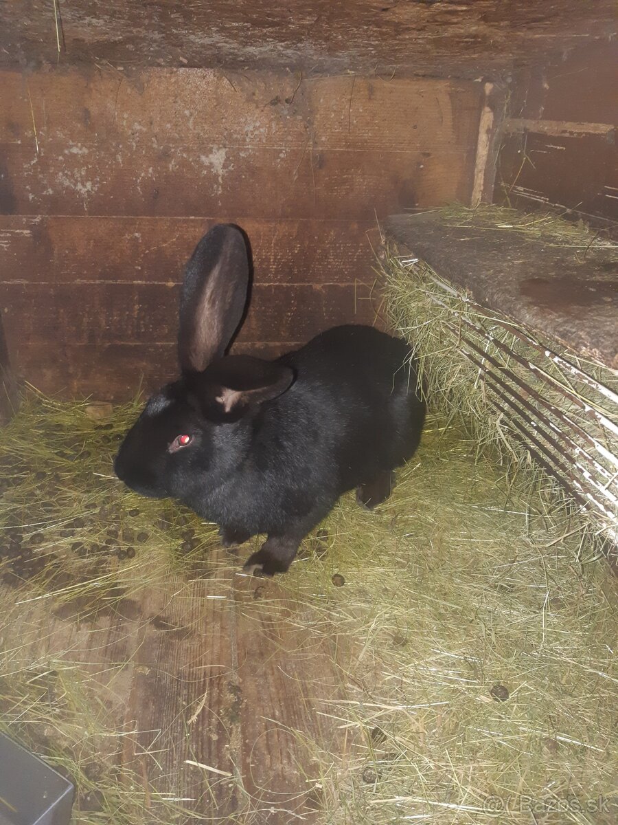 Predam kraliky NOS - 3