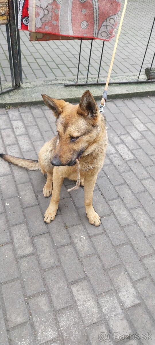 Nemecky ovčiak - 3
