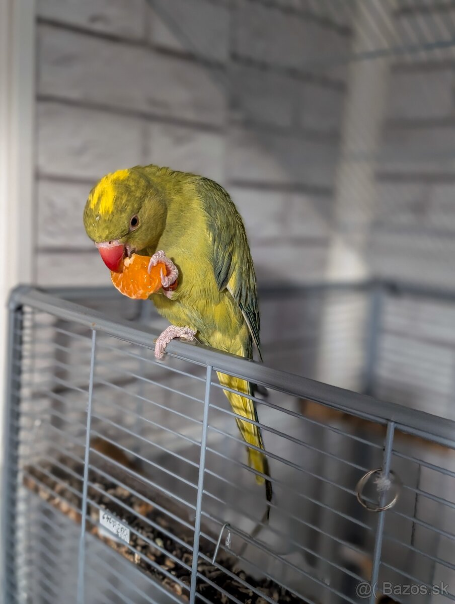 Predam parik Alexandrov malych,DNA,r.2025 - 3