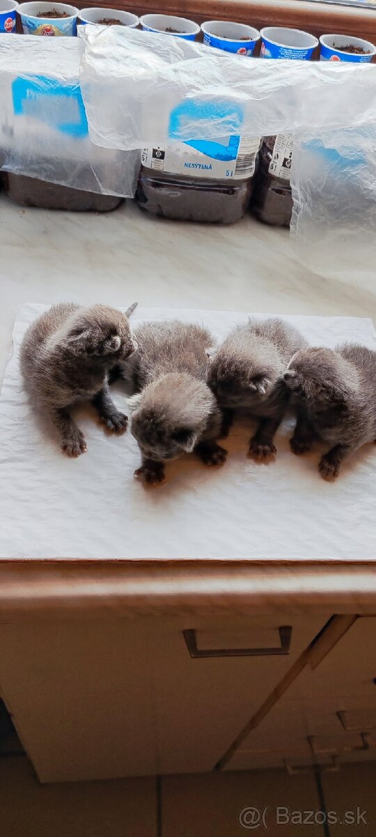 Britské modré mačiatka - 3