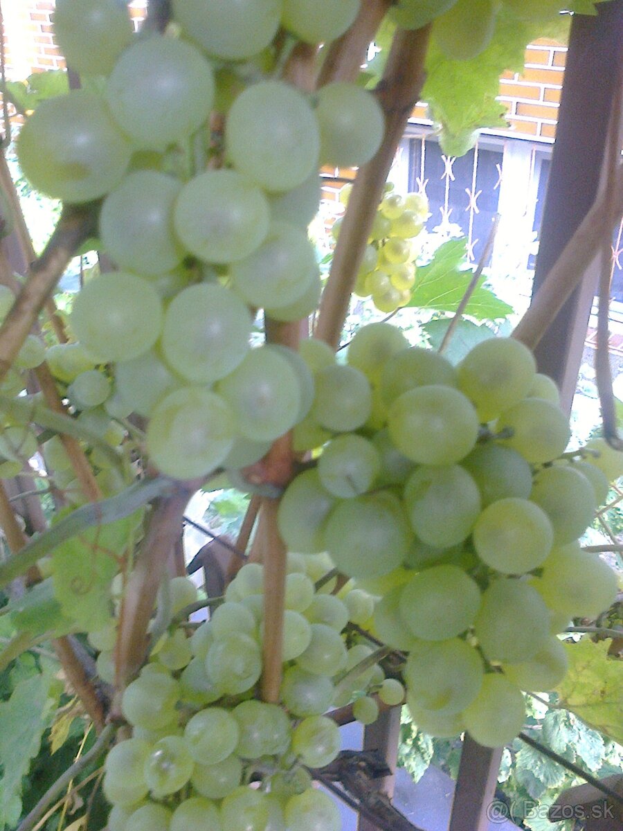 Vinič rezistentný. - 3