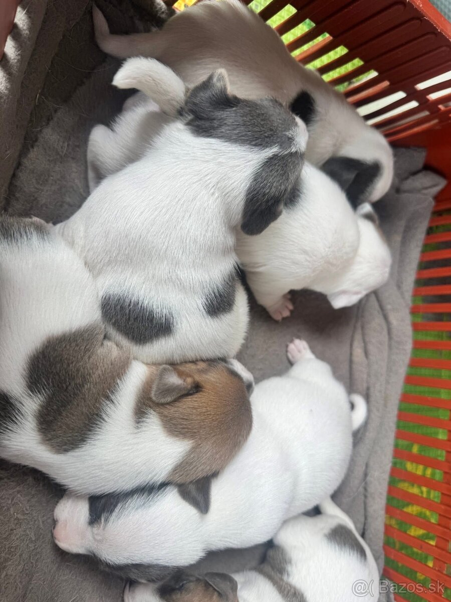Jack Russel - 3
