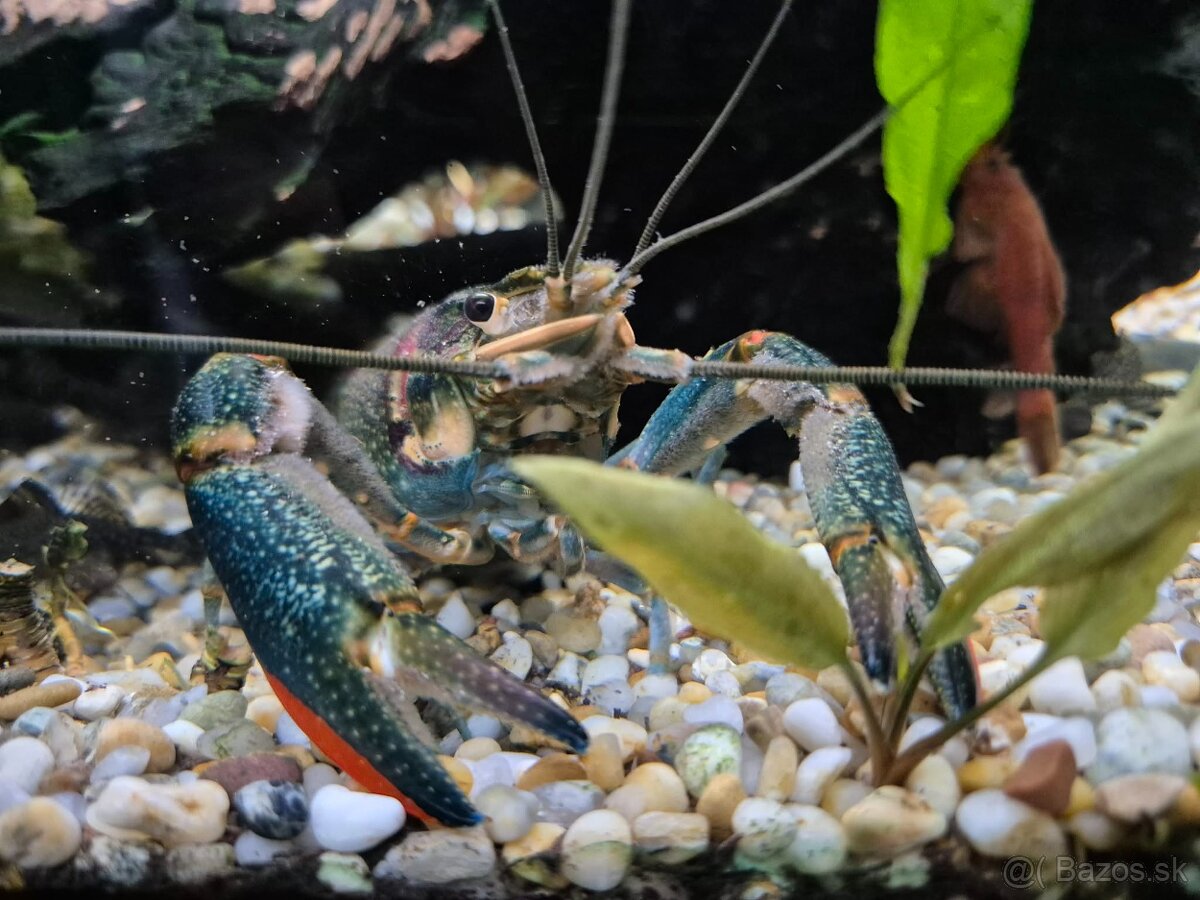 Rak modrý (Cherax quadricarinatus) - 3