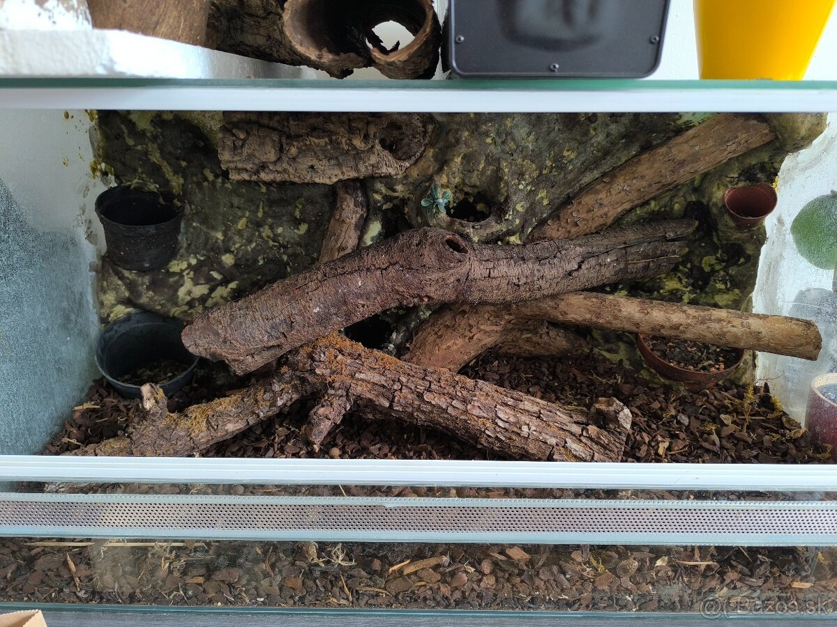 Terarium - 3
