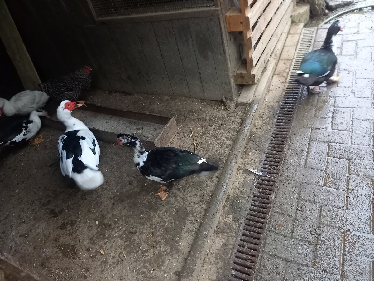 Činske kačky pižmove - 3