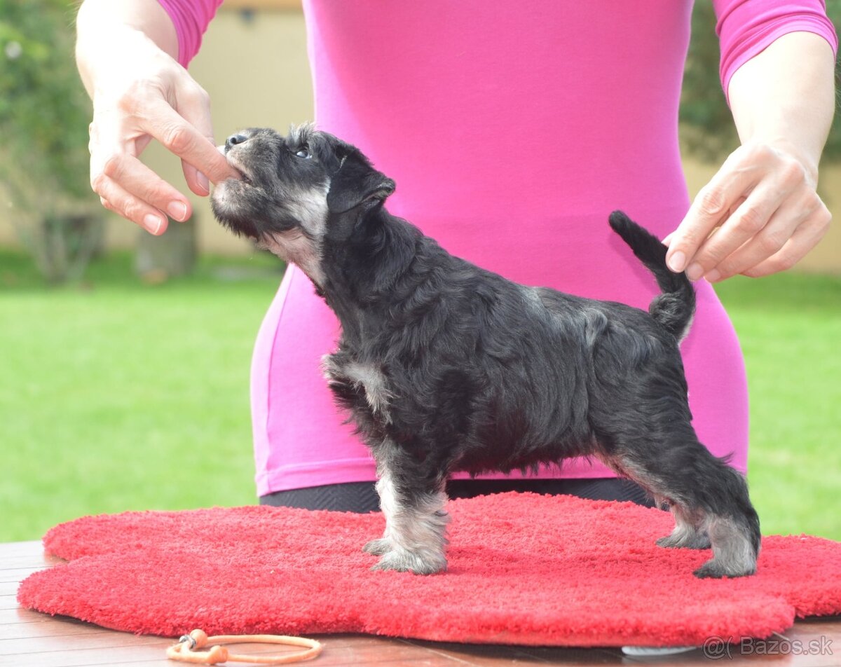 2 měsíční kníračí štěňátko - pes - 3