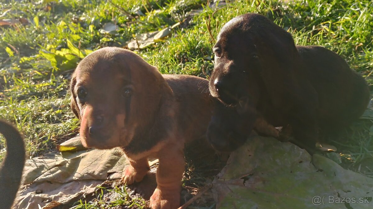 Jazvečík trpasličí šteniatka - 3