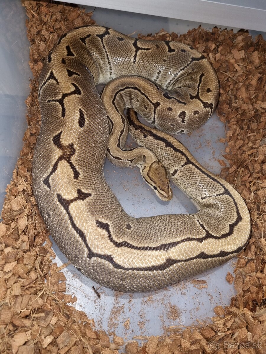 Ball Python- Python Regius - 3