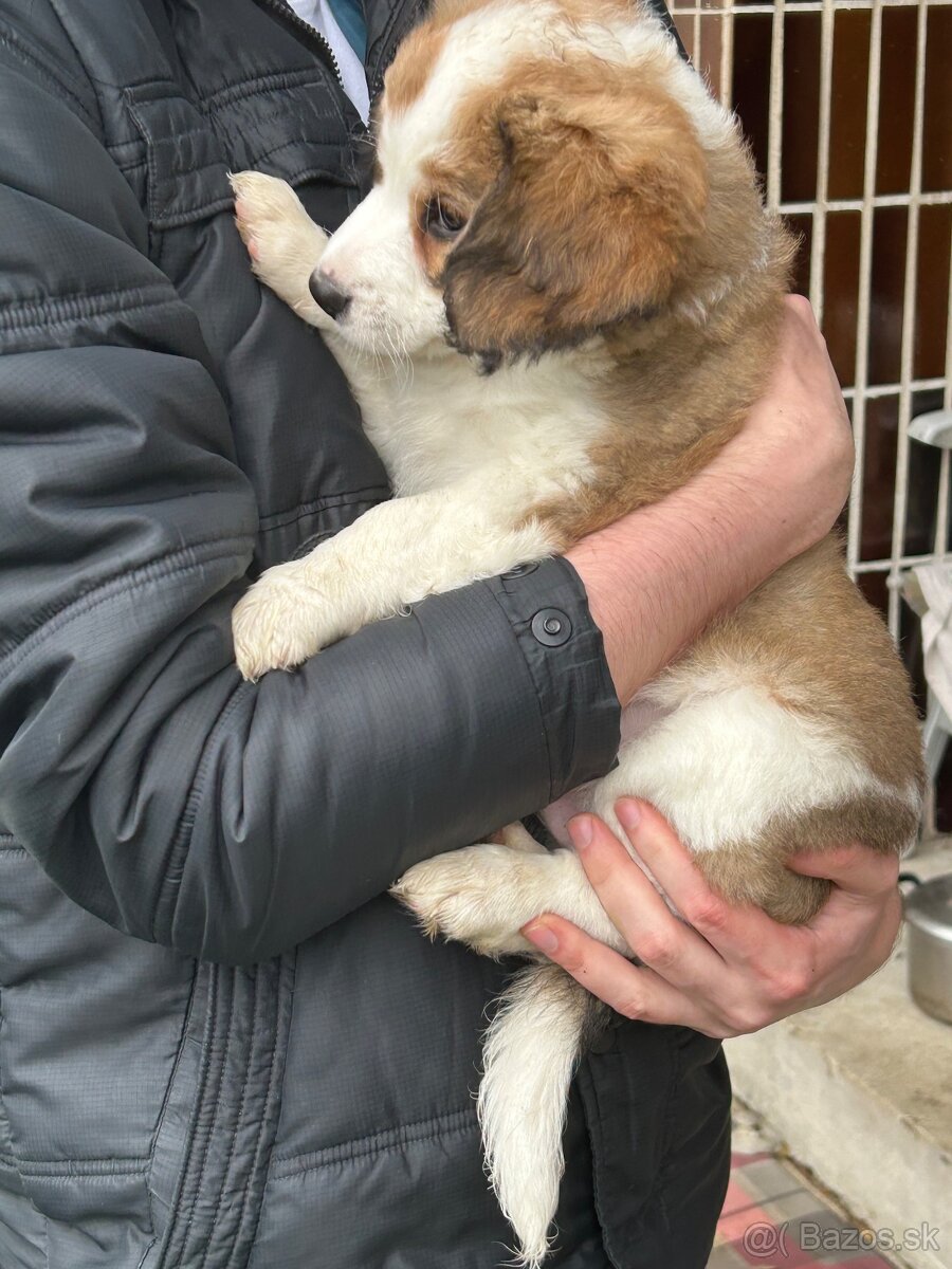 Šteniatka Border kôlie - 3