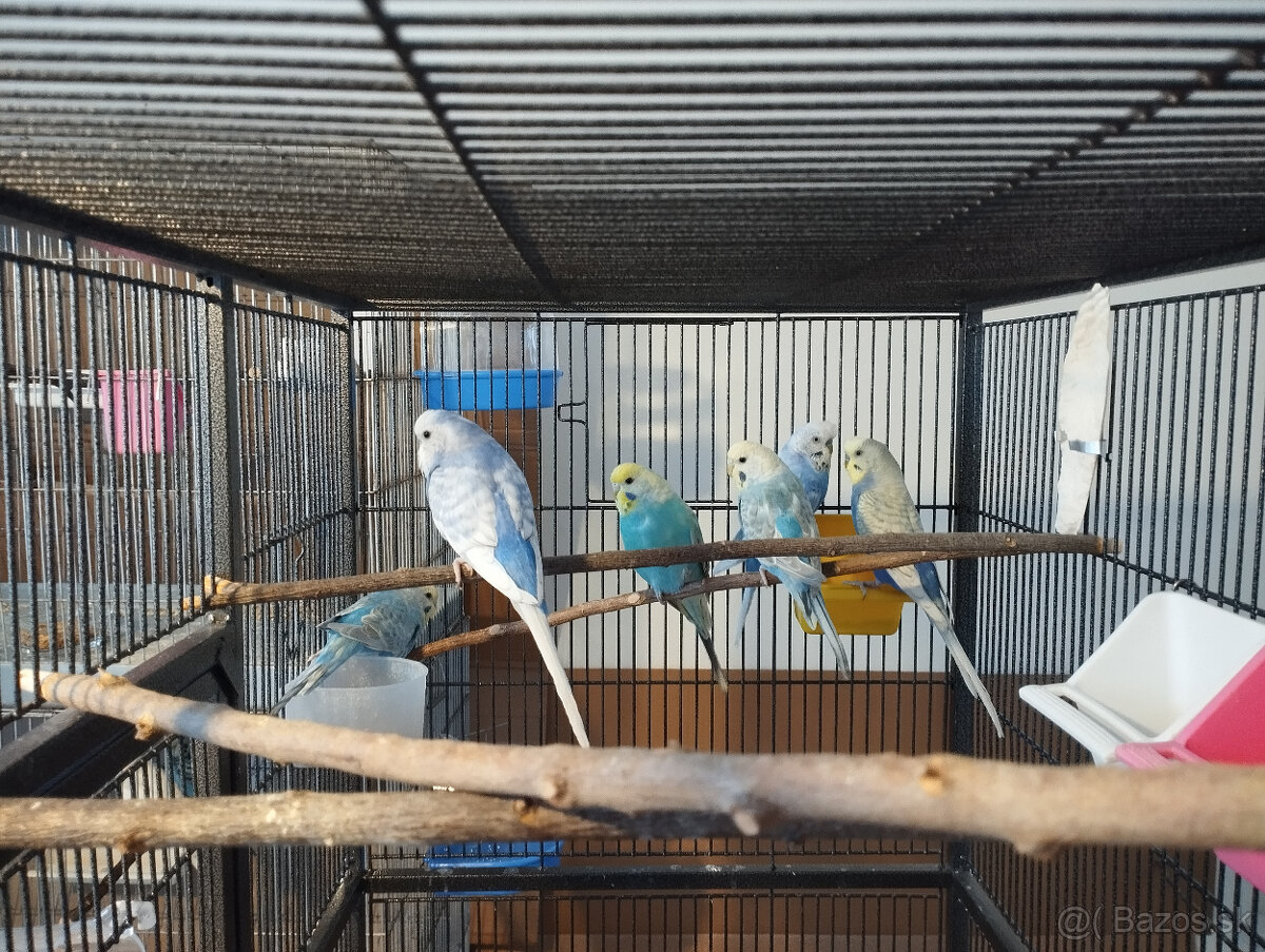 andulky na predaj - 3