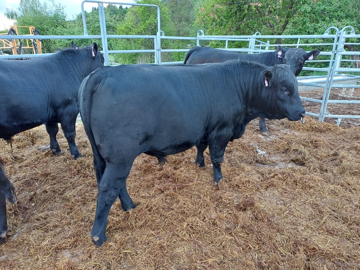 plemenný býk Aberdeen Angus - 3