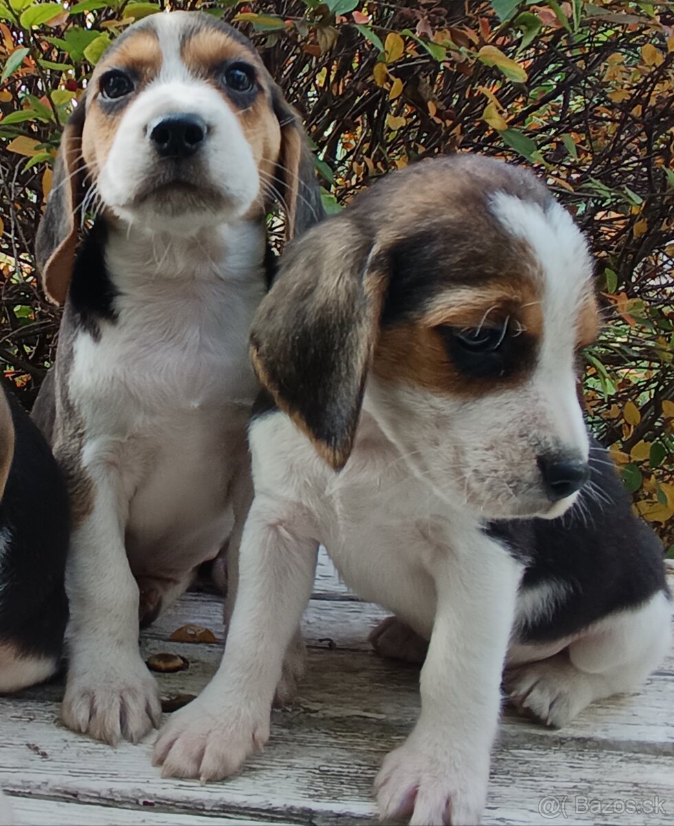 Beagle, bigel, bigl bez PP - 3