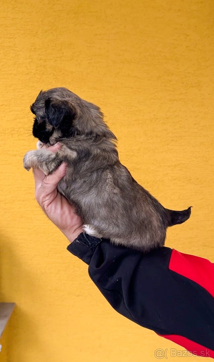 Steniatko kratkosrsty Pekinezer - 3