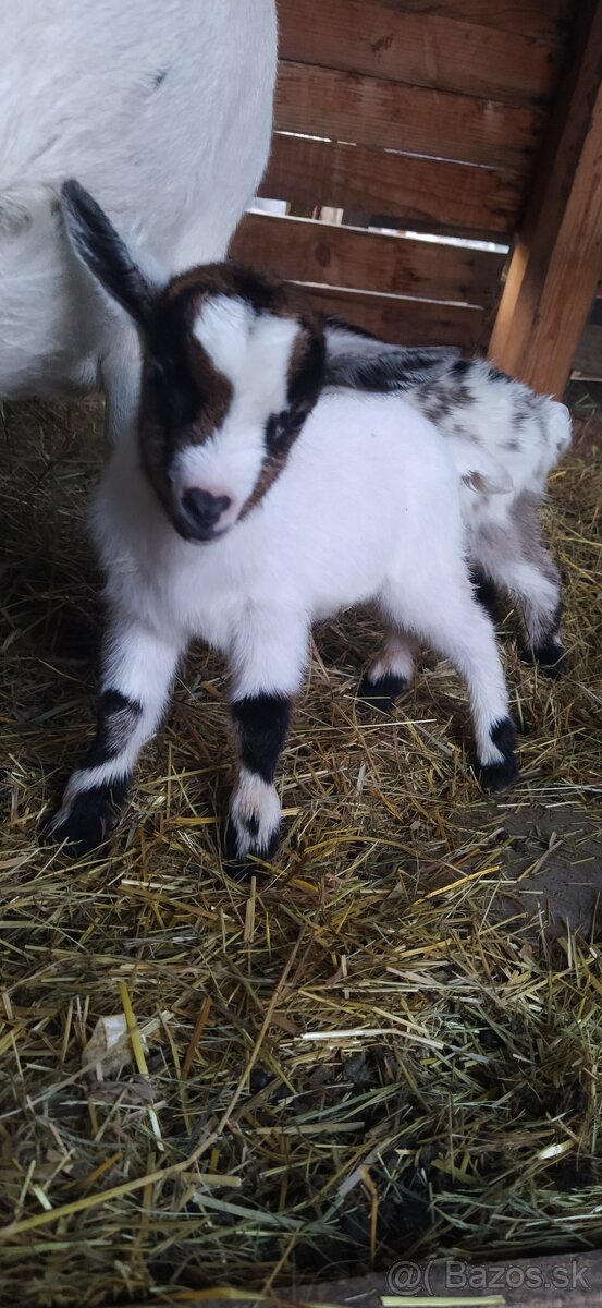 Predám mini kozu s dvomi malými capkami - 3