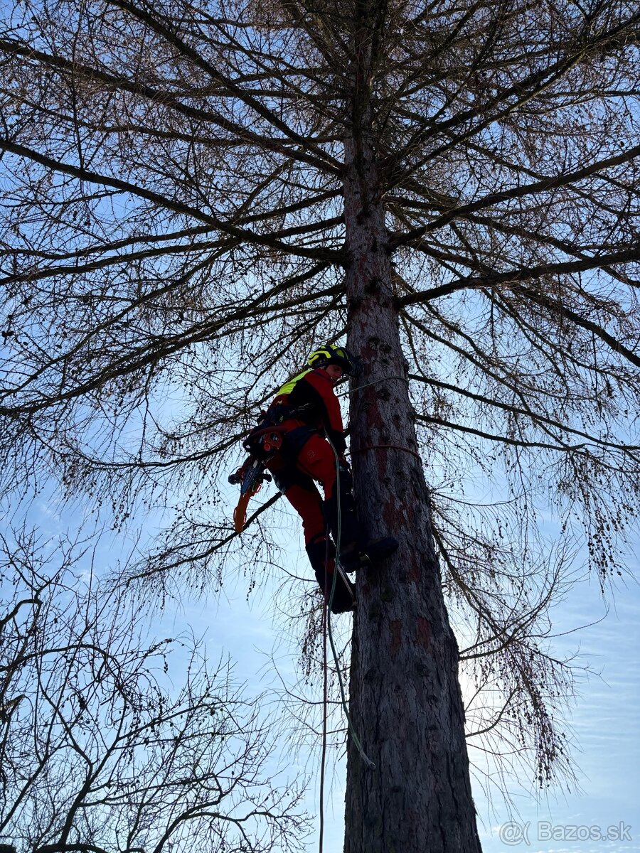 Rizikové výruby stromov - 3