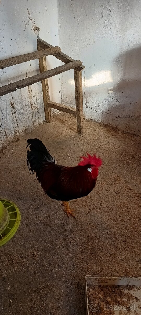 Vlaška jarabičia - 3