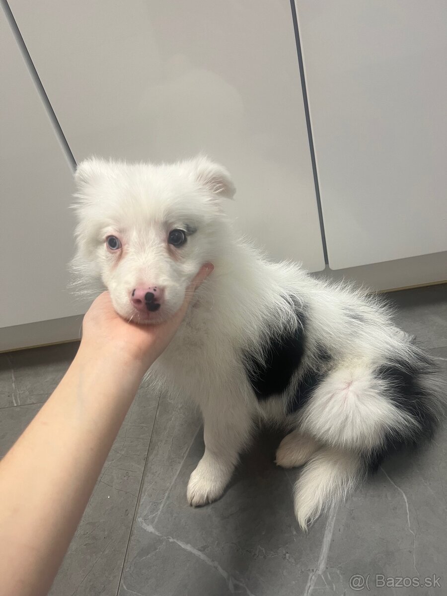 Border kólia šteniatka - 3