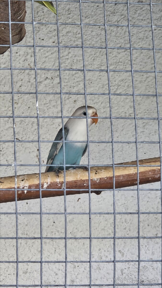 Agapornis fischer - 3